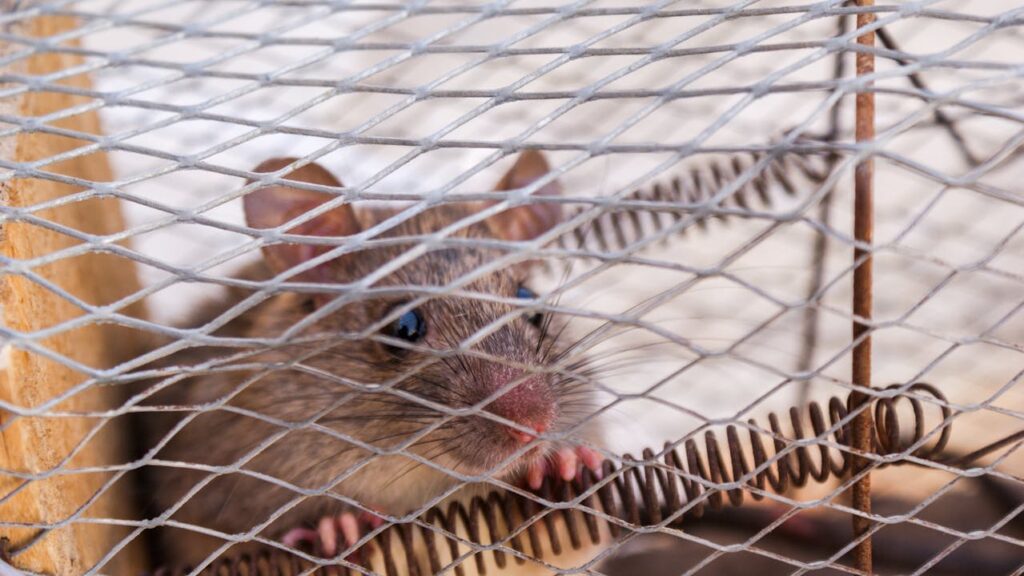 How to keep mice out of campers and RVs