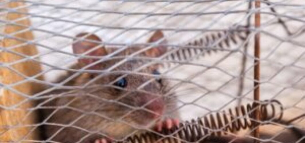 How to keep mice out of campers and RVs